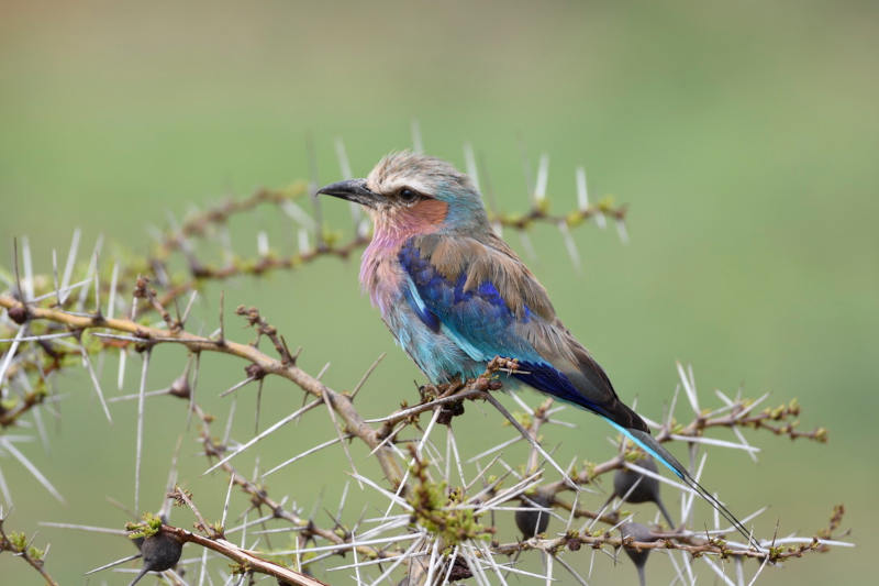African Birds