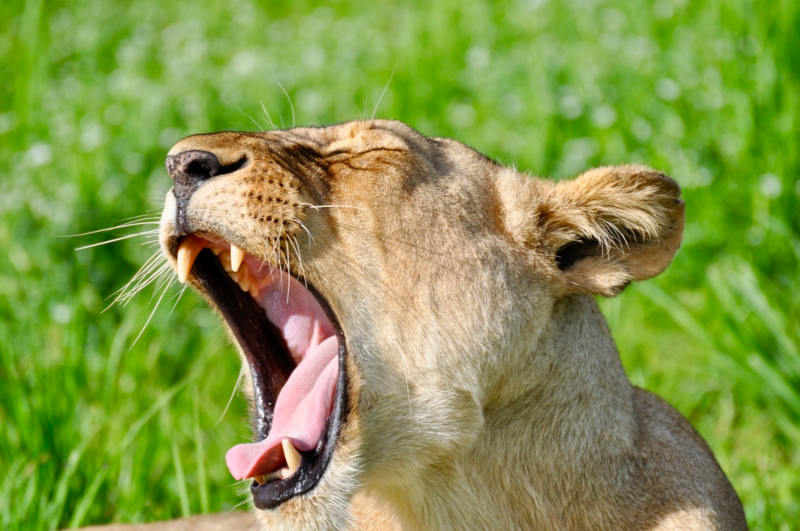 African Lion